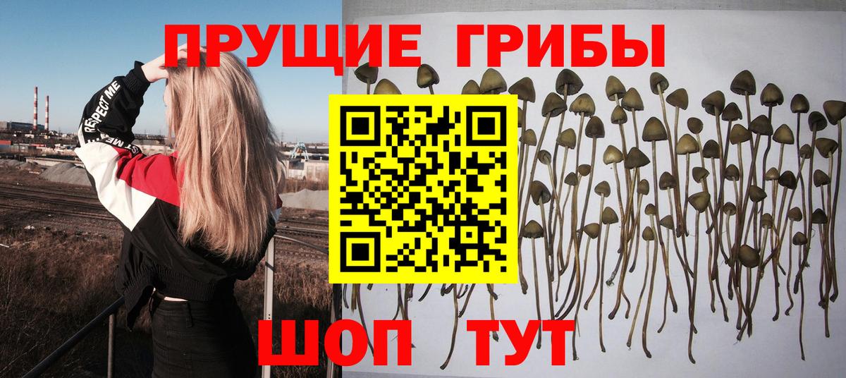 Амурск  Псилоцибиновые грибы мухоморы  Вход с VPN 